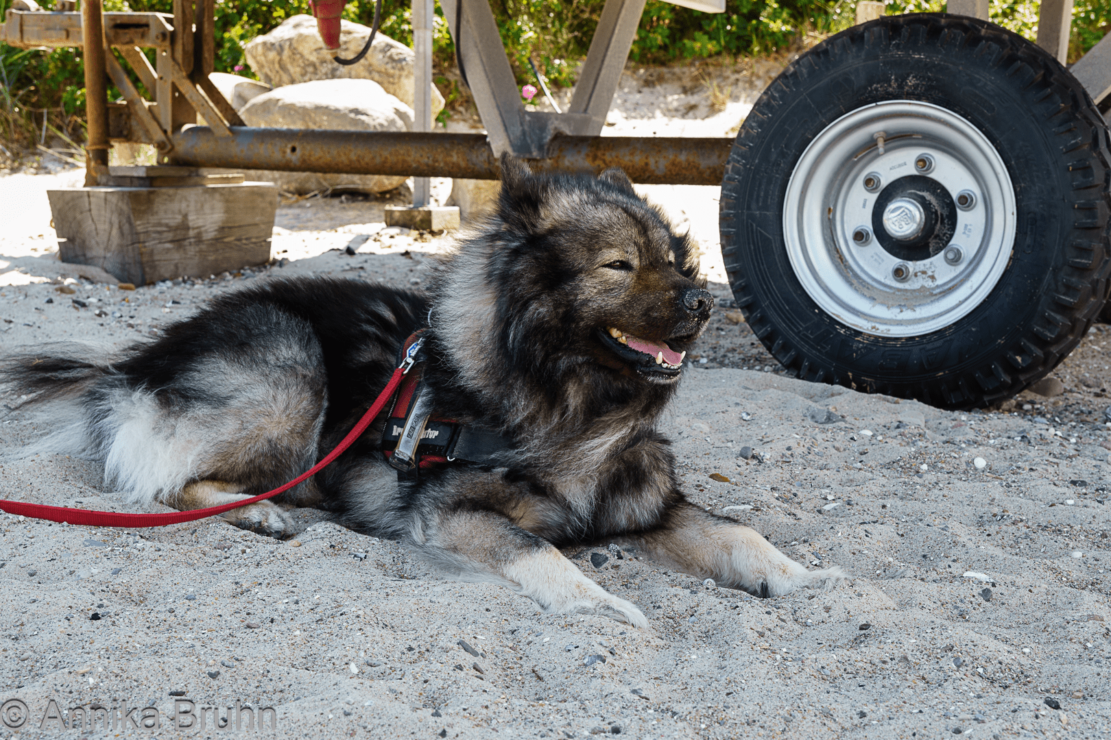 Q ist kein Strandhund! Schatten und etwas Wind um die Nase, dann geht es!
